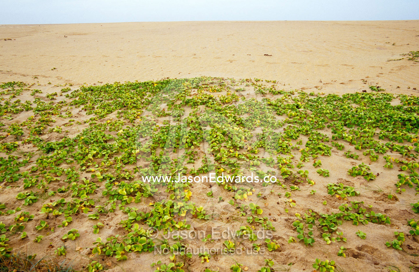 Small herbaceous plants support the side of a coastal sand dune. Bundala national Park, Sri Lanka.