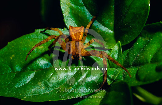 A bright orange spider in a defensive posture on a green mint leaf. North Carlton, Victoria Australia.