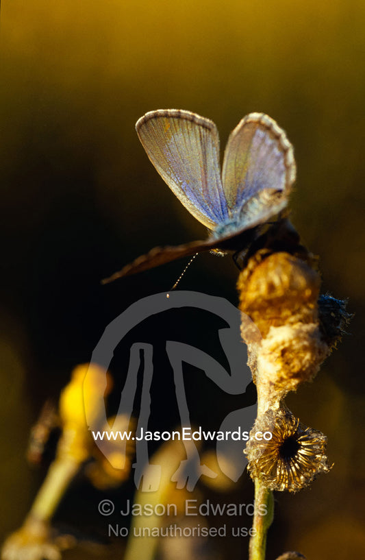 A Common Grass Blue Butterfly warming it's delicate wings at dawn. Epping National Park, Scientific, Queensland, Australia.