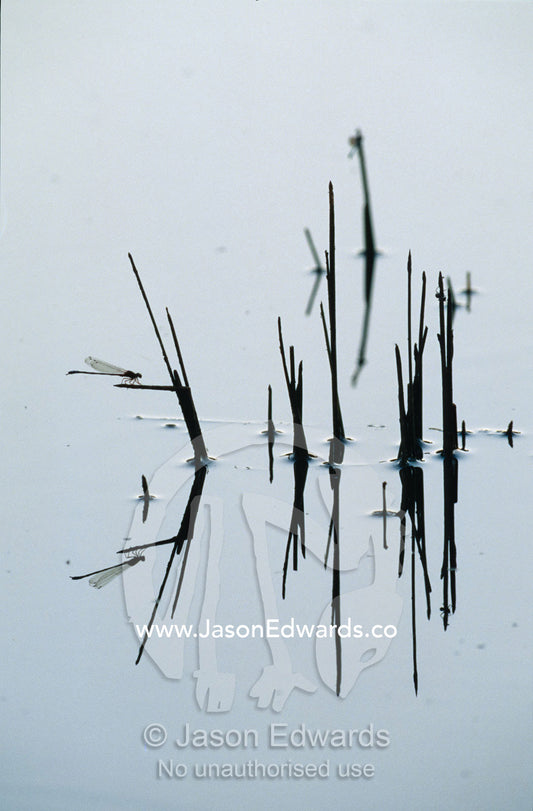 A Damsel Fly roosting on reed stems in a still billabong at sunset. near Rheola, Victoria, Australia.