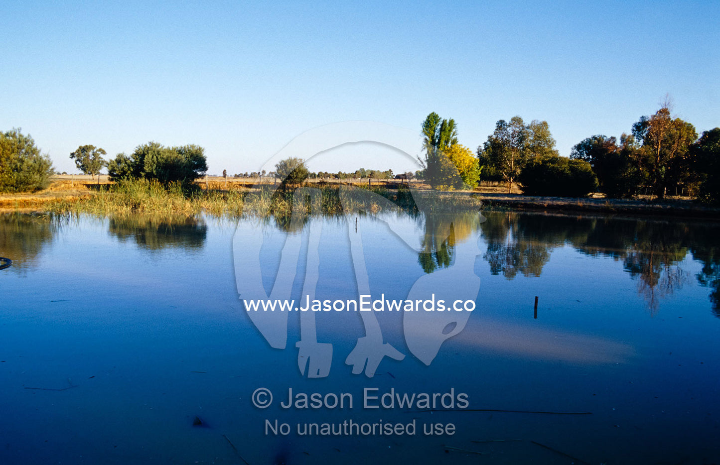 Breeding ponds for harvesting Freshwater Leeches aka Striped Leeches. Echuca, Victoria, Australia.