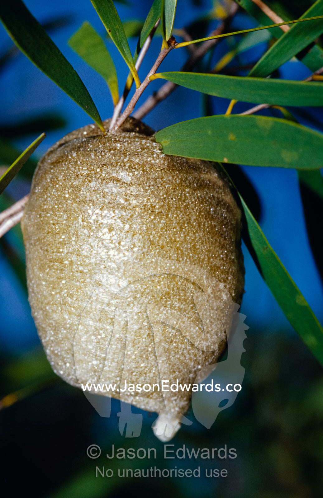 The elegant crystalline form of a preying mantis egg sac. Big Mitchell Creek, Queensland, Australia.
