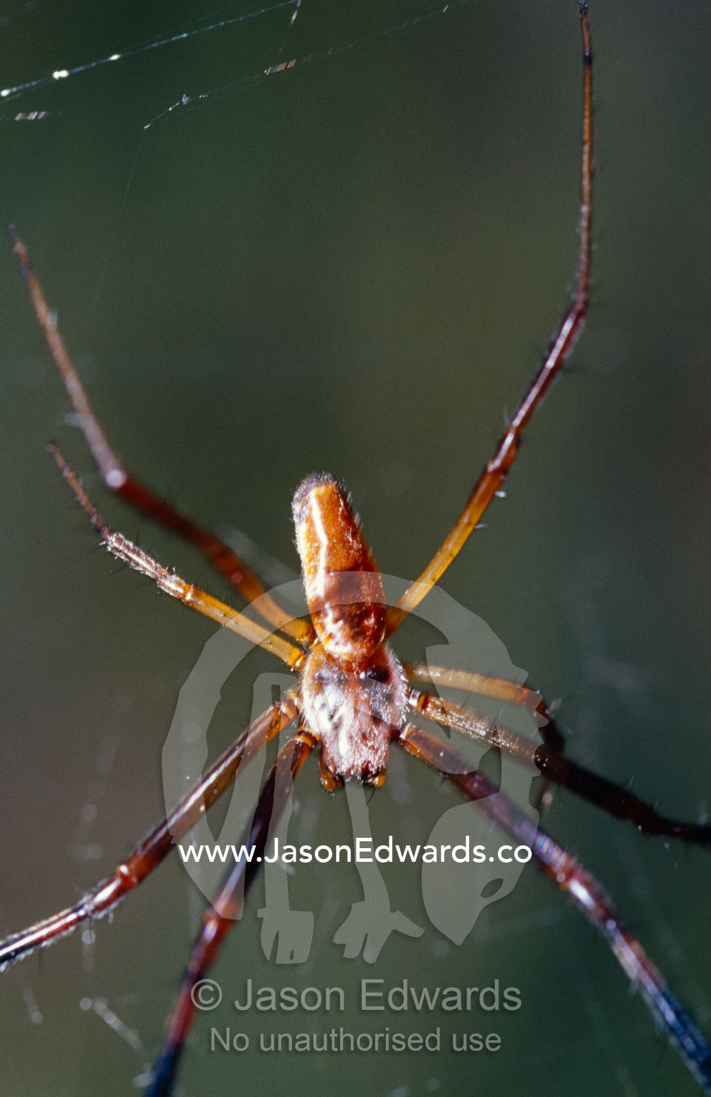 The tiny male Golden Orb Spider, Nephila species, hanging in a web. Mount Fraser, Queensland, Australia.