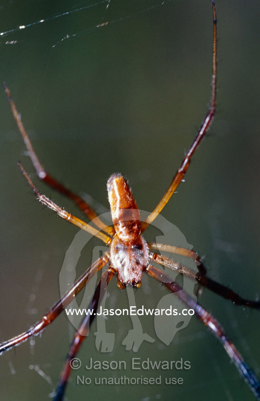 The tiny male Golden Orb Spider, Nephila species, hanging in a web. Mount Fraser, Queensland, Australia.