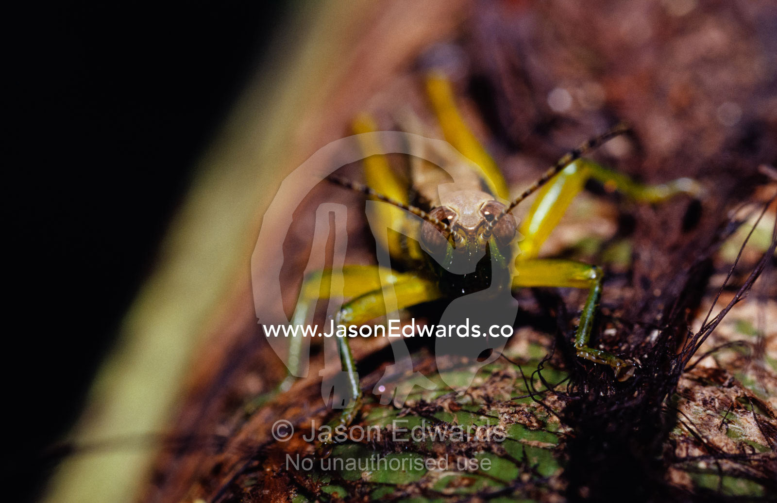 A tropical emerald green grasshopper descending a tree trunk. Big Mitchell Creek, Queensland, Australia.