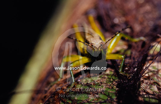 A tropical emerald green grasshopper descending a tree trunk. Big Mitchell Creek, Queensland, Australia.