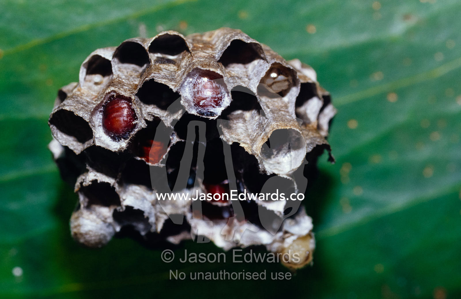 The larval chambers of the Paper Wasp, Ropalidia species. Big Mitchell Creek, Queensland, Australia.