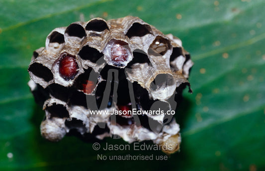 The larval chambers of the Paper Wasp, Ropalidia species. Big Mitchell Creek, Queensland, Australia.