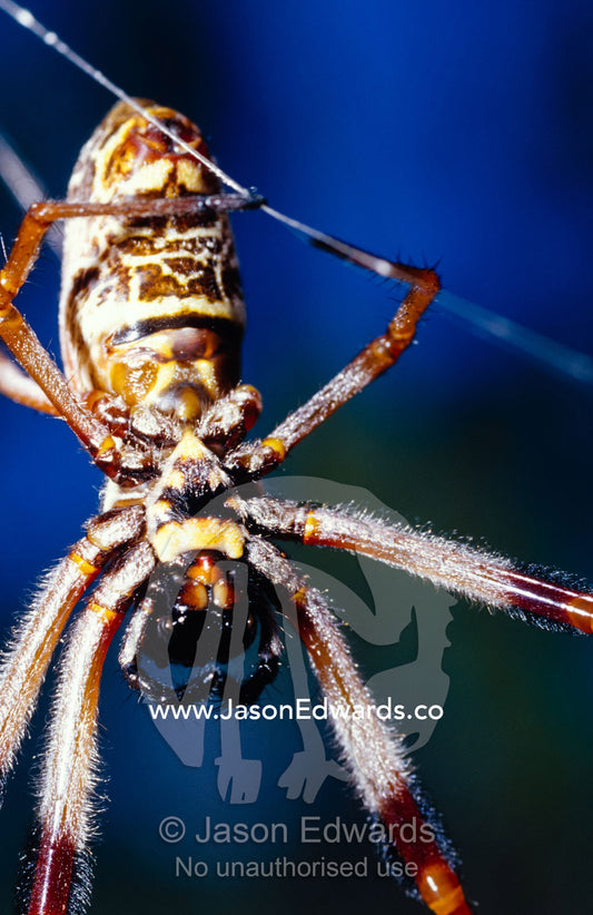 A giant female Golden Orb Spider, Nephila species, hanging in a web. Mount Fraser, Queensland, Australia.