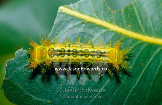 Venomous spines on the caterpillar of Calcarifera ordinata, a moth. Big Mitchell Creek, Queensland, Australia.