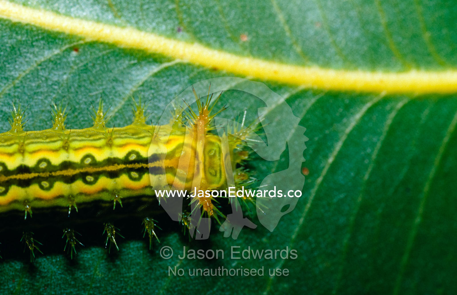 Venomous spines on the caterpillar of Calcarifera ordinata, a moth. Big Mitchell Creek, Queensland, Australia.