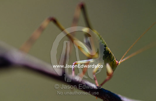 A Small Gum Tree Katydid nymph, Caedicia  species, poised on a branch. Big Mitchell Creek, Queensland, Australia.