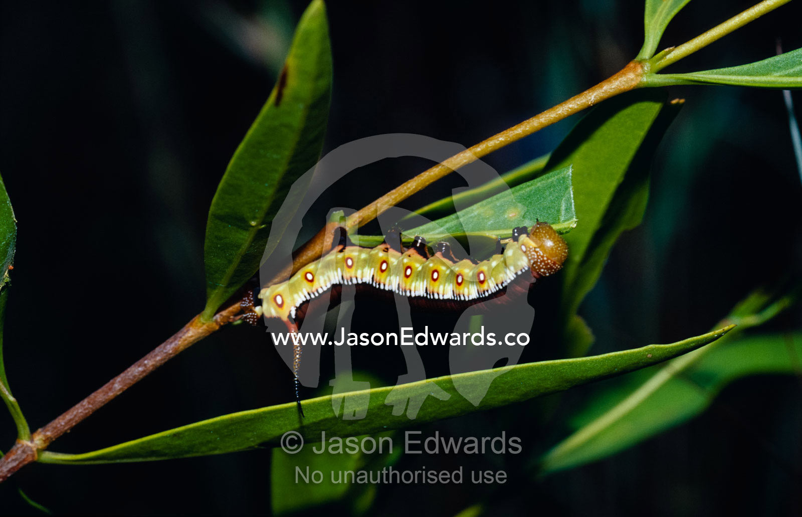 The caterpillar of Cephonodes kingii, a moth, feeding on fresh leaves. Big Mitchell Creek, Queensland, Australia.