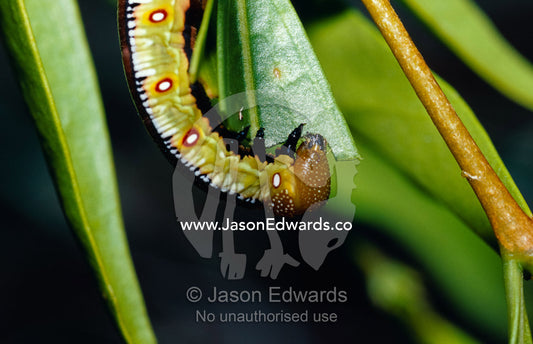 The caterpillar of Cephonodes kingii, a moth, feeding on fresh leaves. Big Mitchell Creek, Queensland, Australia.