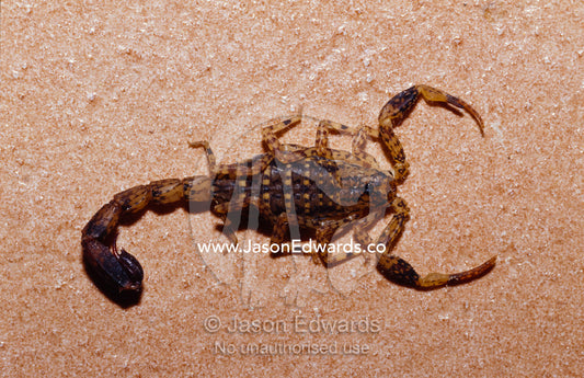 A menacing Mottled Scorpion, Isometrus species, on an apartment floor. Julatten, Queensland, Australia.