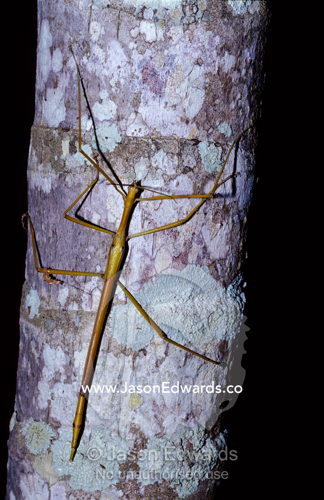 An alien-like Stick Insect, Family Phylliidae, crawls along a branch. Julatten, Queensland, Australia.