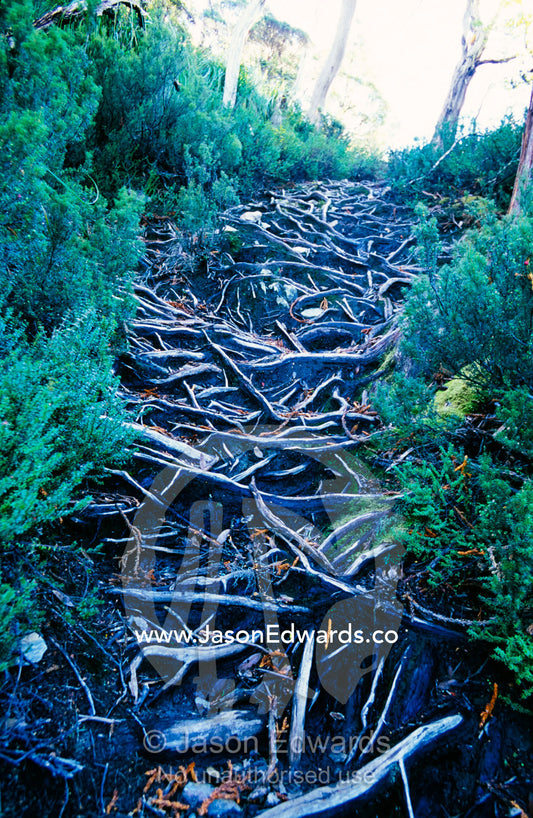 A rugged and slippery tourist walking trail over twisted tree roots. Cradle Mountain Lake, St Clair National Park, Tasmania, Australia.