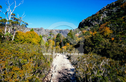 A picturesque walking trail through a stand of Deciduous Beech. Cradle Mountain Lake, St Clair National Park, Tasmania, Australia.
