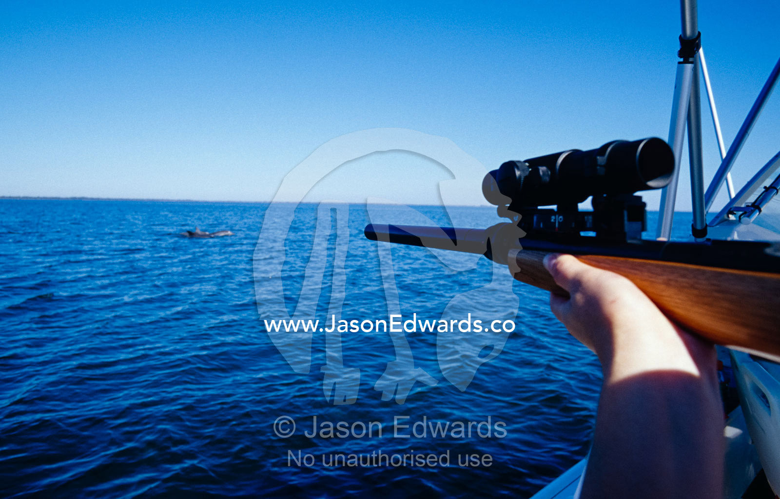 A Phd candidate collecting DNA samples from dolphins using a dart gun. The Lakes National Park, Victoria, Australia.