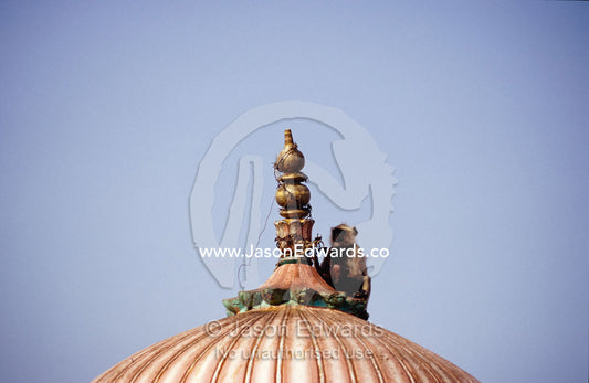 A Hanuman Monkey shelters from the sun in the shade of  Hindu Temple. Ranthambhore National Park, India.