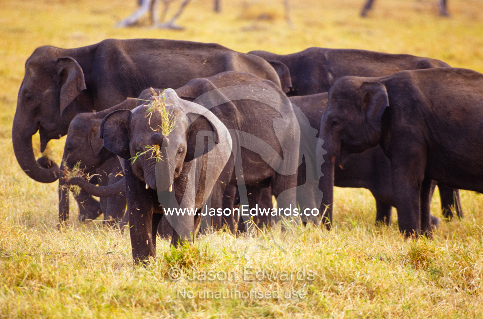 A large endangered Asian Elephant calf grazes on dry floodplain grass. Minneriya National Park, Sri Lanka.
