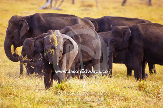 A large endangered Asian Elephant calf grazes on dry floodplain grass. Minneriya National Park, Sri Lanka.