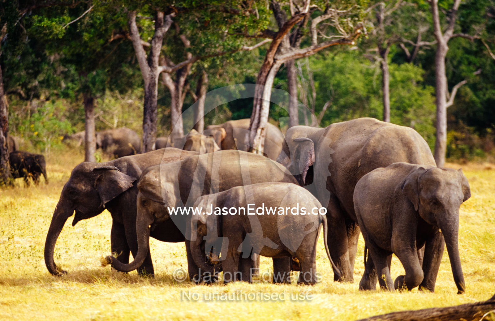 A large endangered Asian Elephant herd grazes on dry floodplain grass. Minneriya National Park, Sri Lanka.