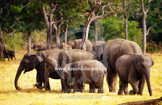 A large endangered Asian Elephant herd grazes on dry floodplain grass. Minneriya National Park, Sri Lanka.