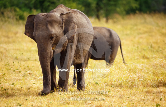 An endangered Asian Elephant grazes on dry floodplain grasses. Minneriya National Park, Sri Lanka.