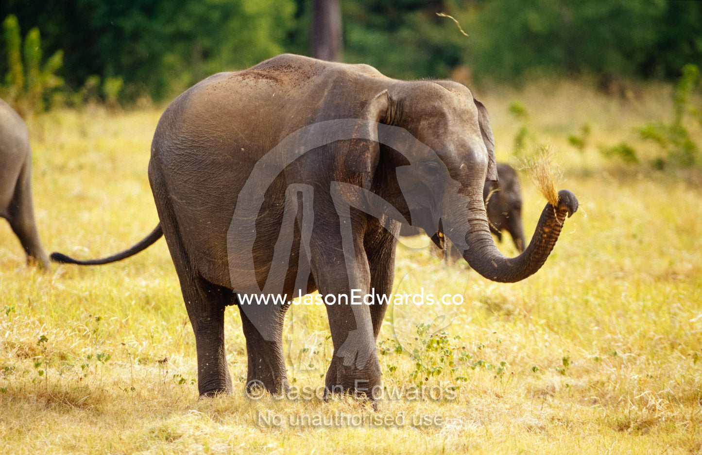 An endangered Asian Elephant grazes on dry floodplain grasses. Minneriya National Park, Sri Lanka.