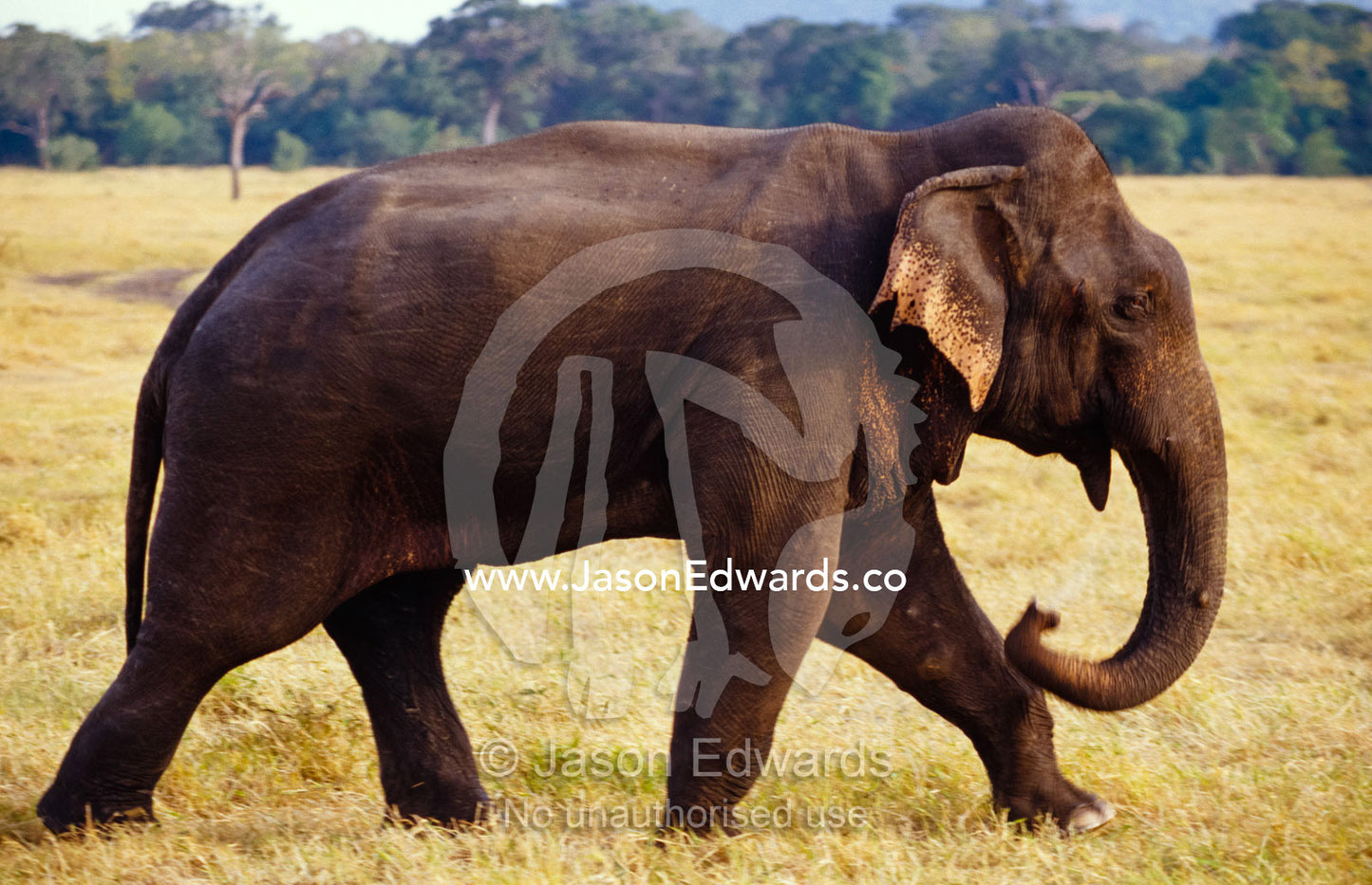 A large endangered Asian Elephant bull in musth on a floodplain. Minneriya National Park, Sri Lanka.