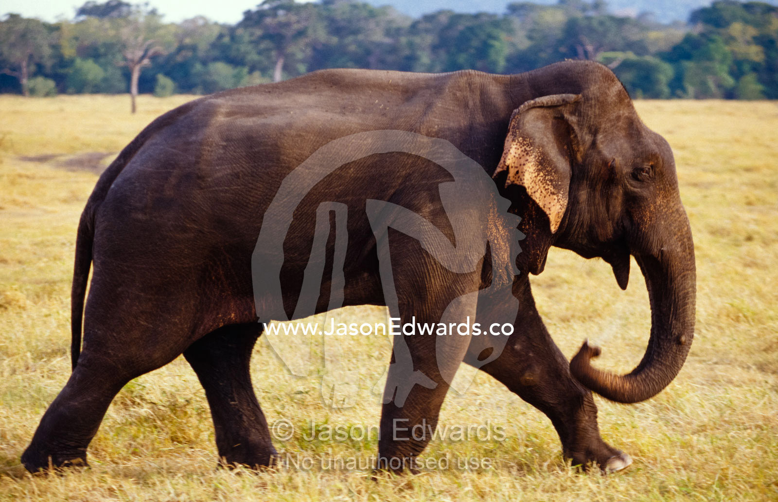 A large endangered Asian Elephant bull in musth on a floodplain. Minneriya National Park, Sri Lanka.