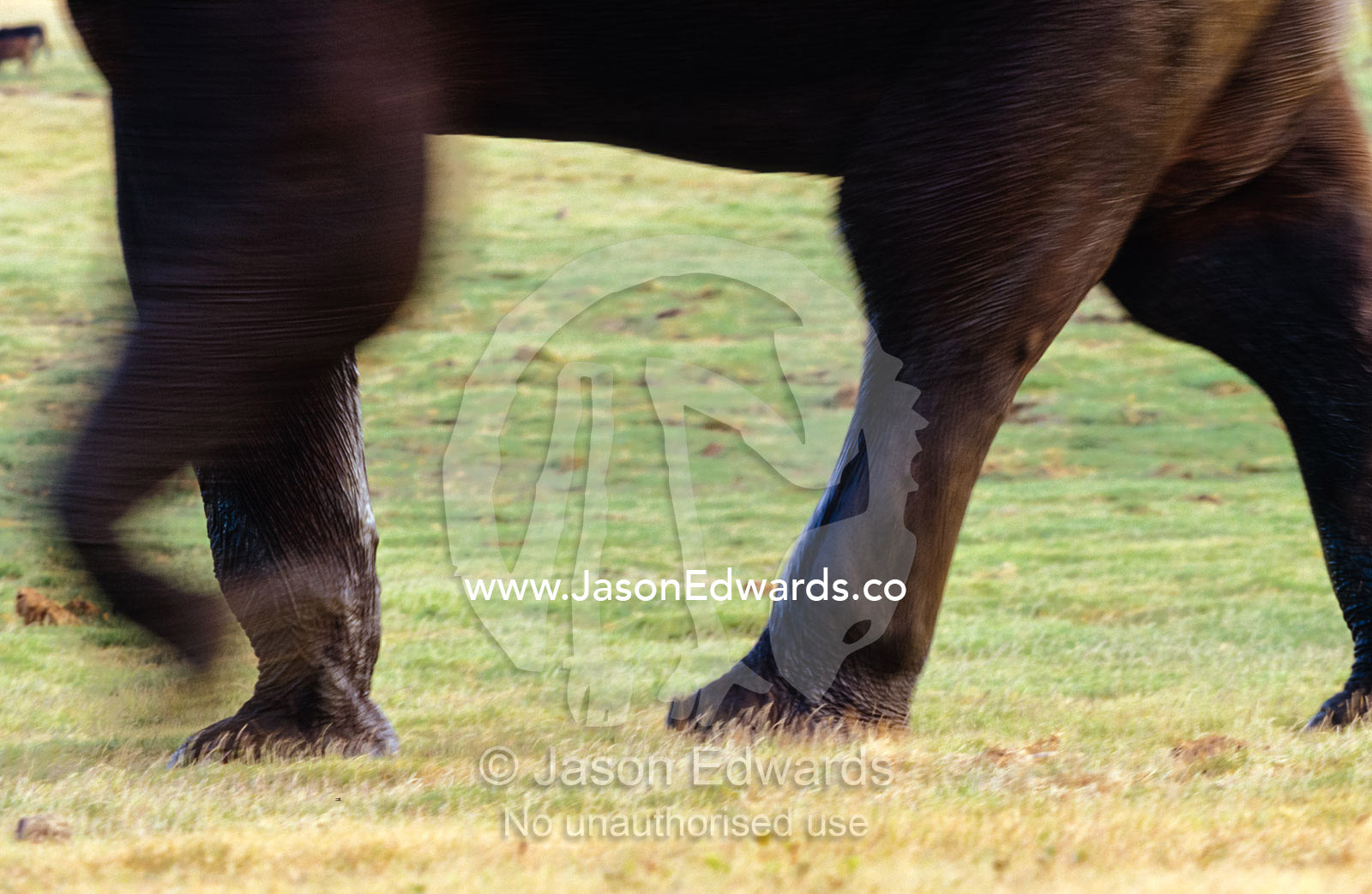 The legs of a large endangered Asian Elephant bull walking fast. Minneriya National Park, Sri Lanka.