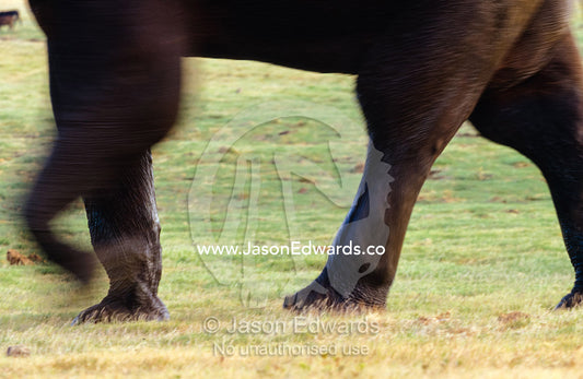 The legs of a large endangered Asian Elephant bull walking fast. Minneriya National Park, Sri Lanka.