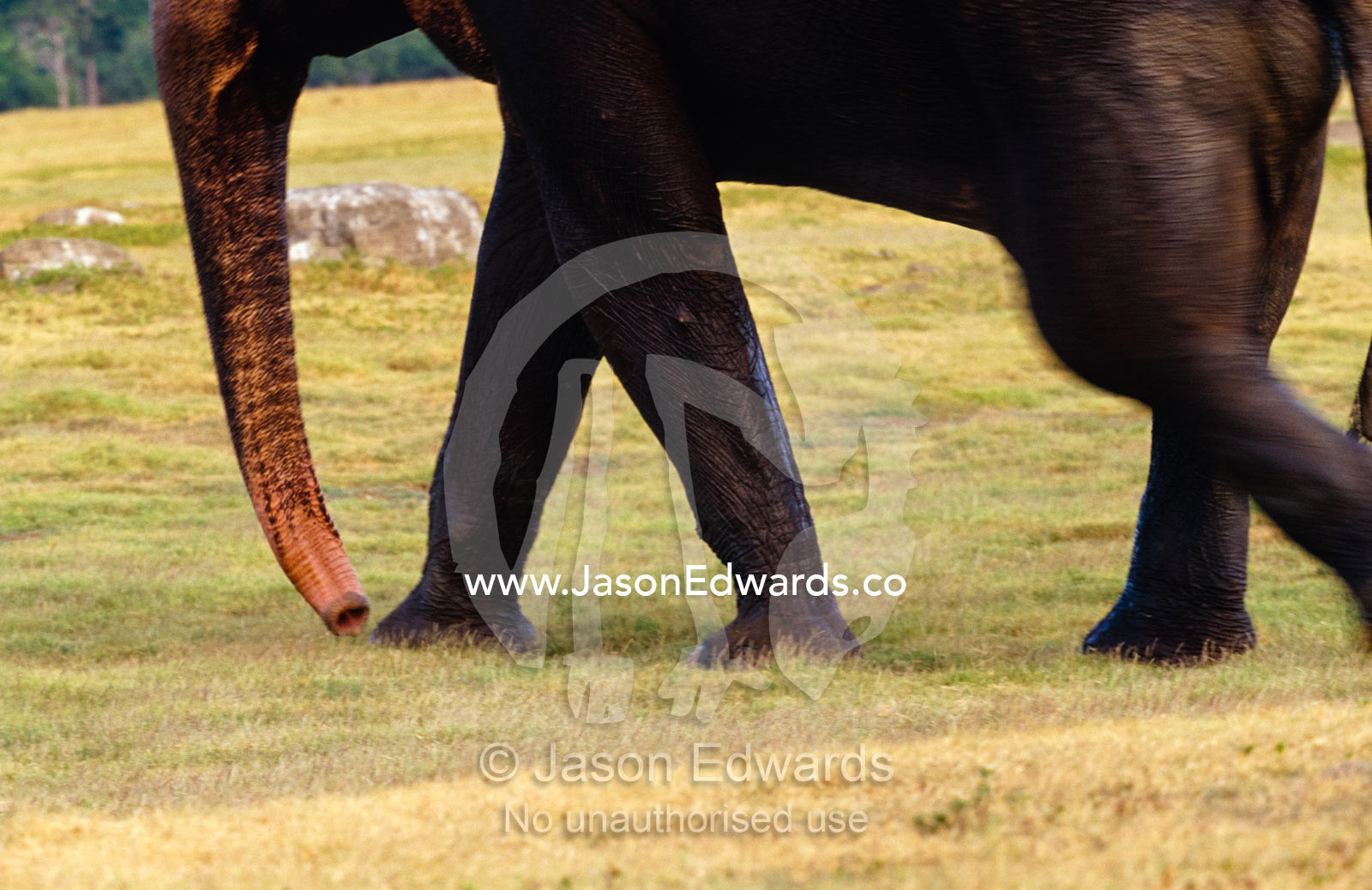 The legs and trunk of an endangered Asian Elephant bull walking fast. Minneriya National Park, Sri Lanka.