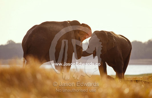 Endangered Asian Elephants communicating with their trunks at sunset. Minneriya National Park, Sri Lanka.