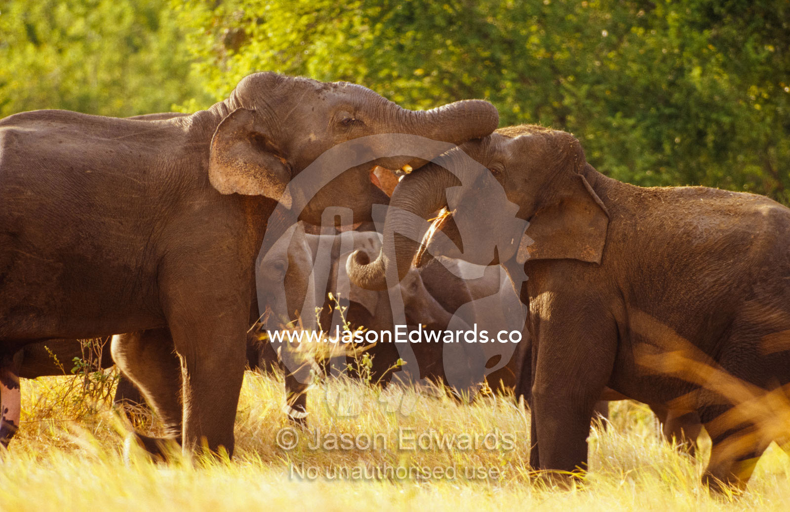 Endangered Asian Elephants playing with each others trunks. Minneriya National Park, Sri Lanka.