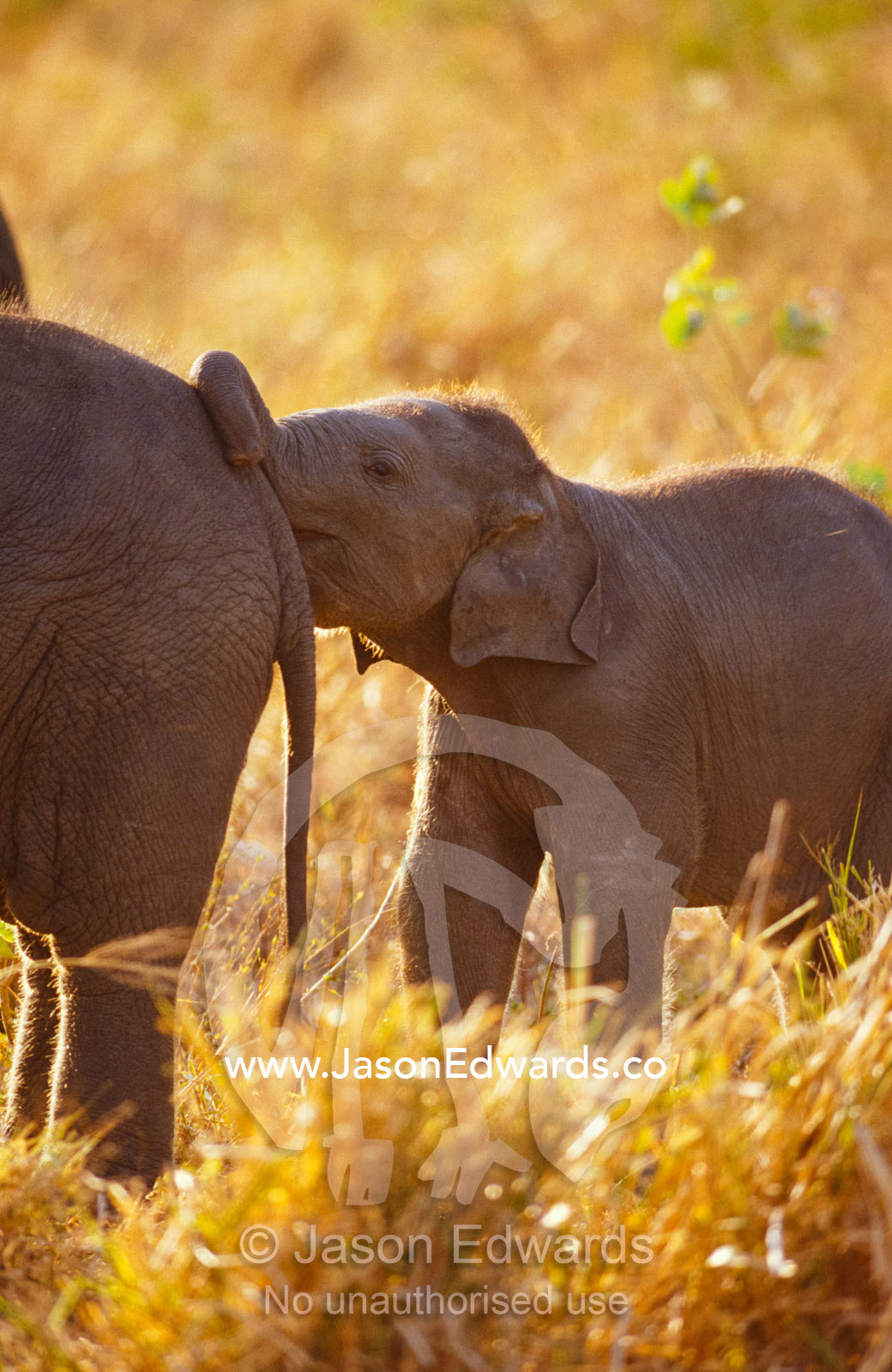 A tiny endangered Asian Elephant calf kisses the rump of a sibling. Udawalawe National Park, Sri Lanka.