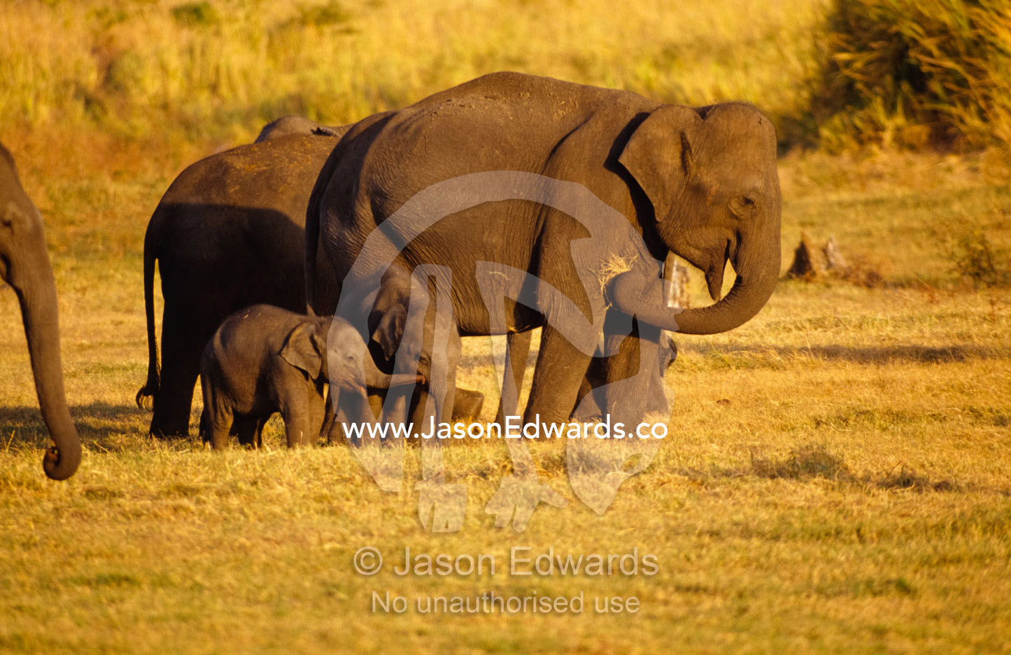 A tiny Asian Elephant calf touches another calf with its trunk. Udawalawe National Park, Sri Lanka.
