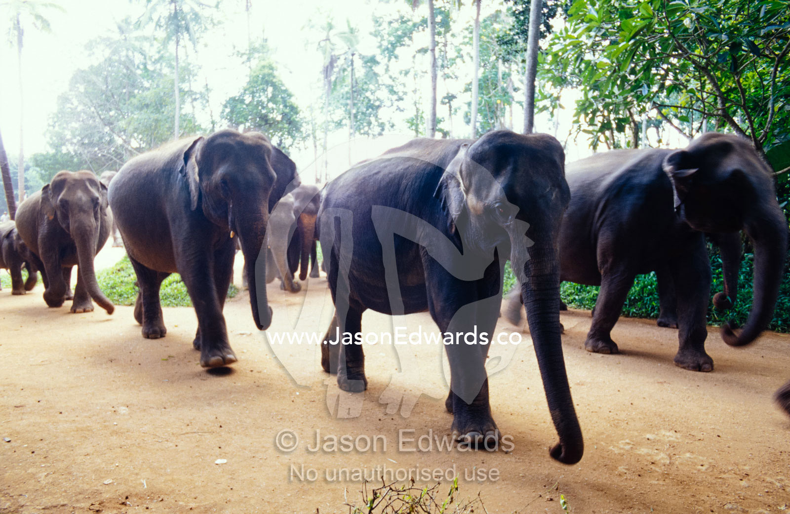A herd of Asian elephants marches along a path to the river. Pinnawela Elephant Orphanage, Sri Lanka.