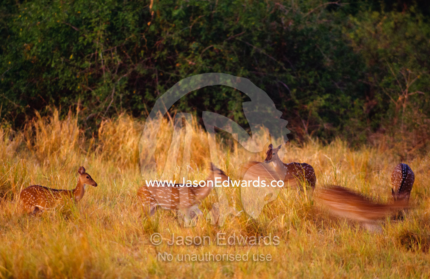 In the pre-dawn glow a herd of Spotted Deer graze on the forests edge. Minneriya National Park, Sri Lanka.