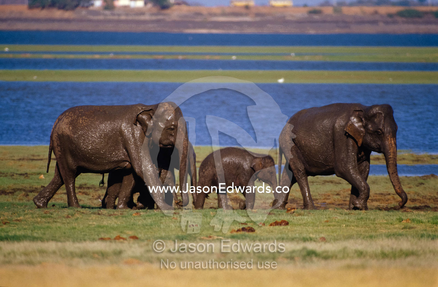 A family of endangered Asian Elephants after a wallow in the mud. Minneriya National Park, Sri Lanka.
