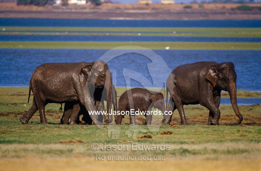 A family of endangered Asian Elephants after a wallow in the mud. Minneriya National Park, Sri Lanka.