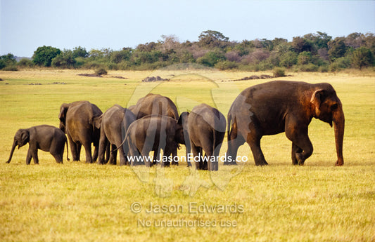 A herd of endangered Asian Elephants grazing on dry floodplain grass. Minneriya National Park, Sri Lanka.