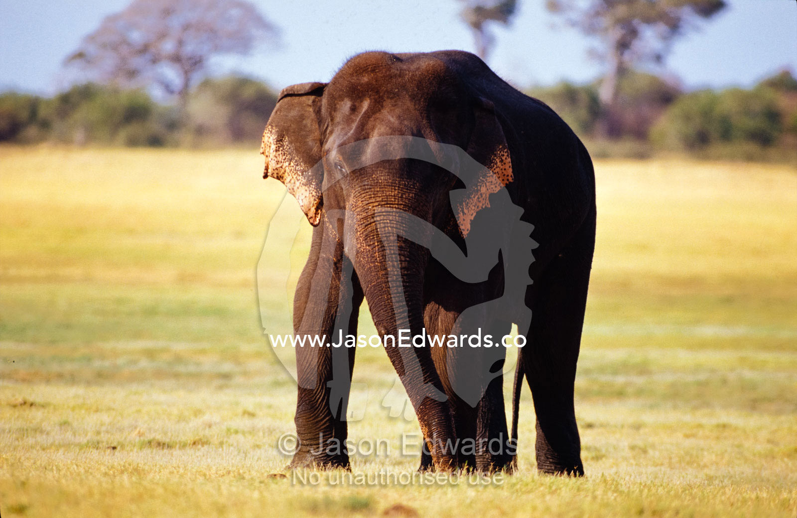A large endangered Asian Elephant bull parades across the floodplain. Udawalawe National Park, Sri Lanka.