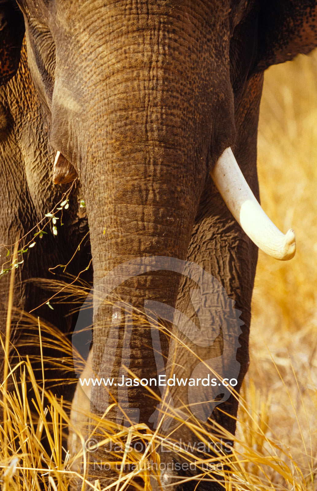 A large endangered Asian Elephant bull parades across the floodplain. Udawalawe National Park, Sri Lanka.