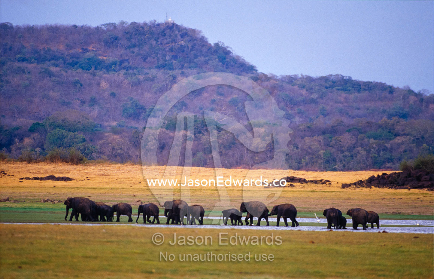 A large herd of endangered Asian Elephants crossing a floodplain. Minneriya National Park, Sri Lanka.