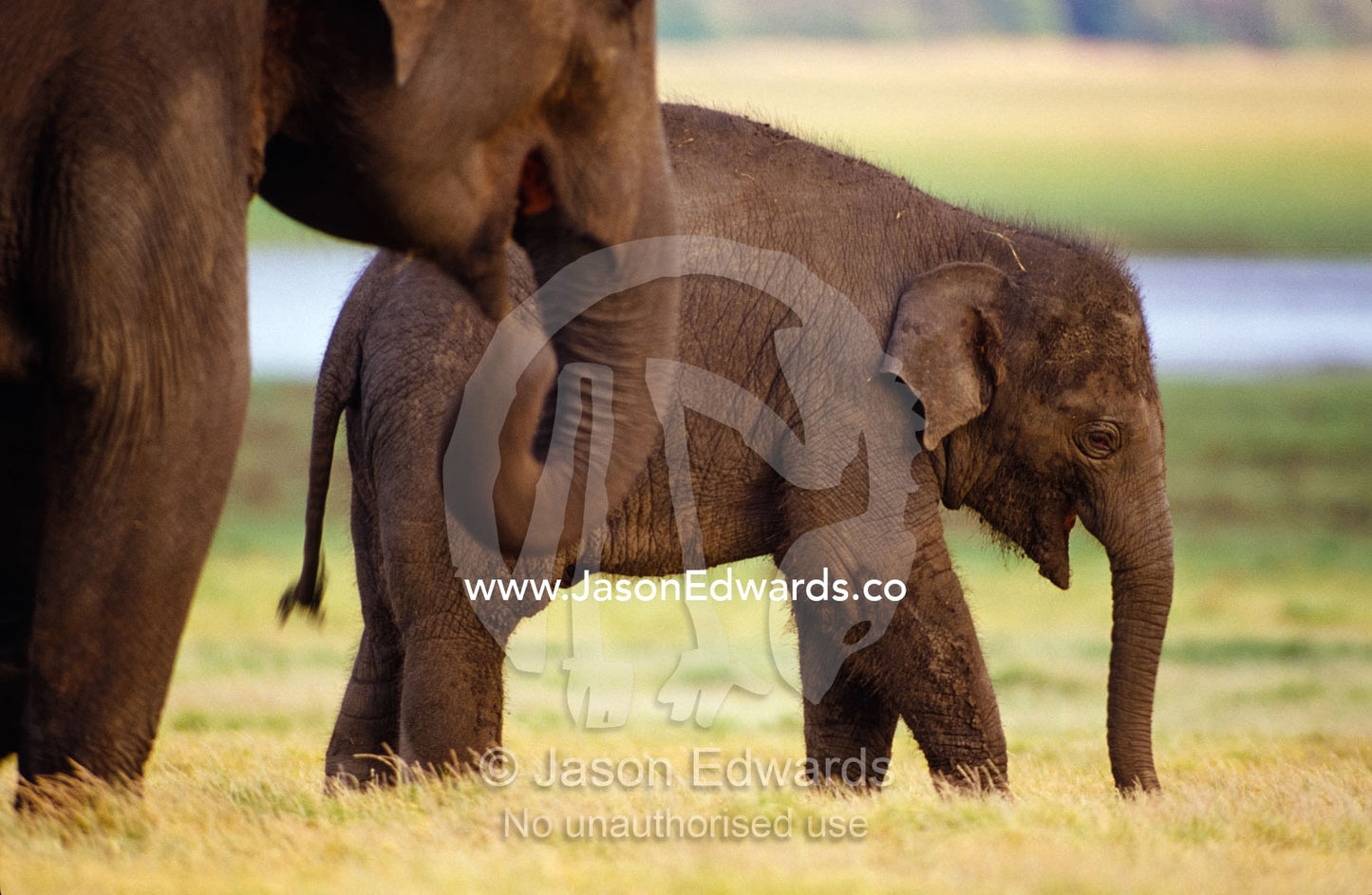 A large endangered Asian Elephant calf grazes on dry floodplain grass. Minneriya National Park, Sri Lanka.