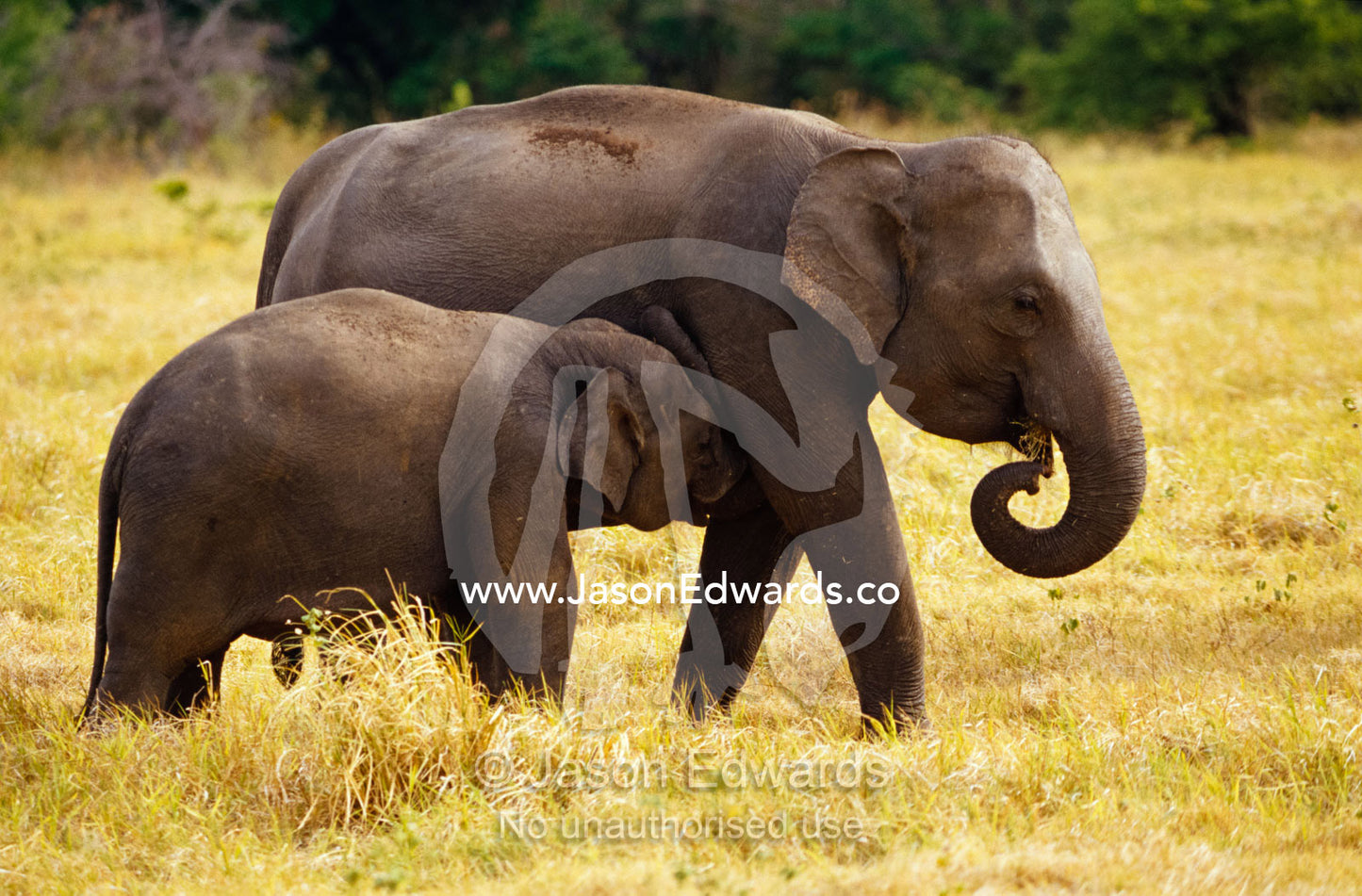 A large endangered Asian Elephant calf suckling milk from it's mother. Minneriya National Park, Sri Lanka.