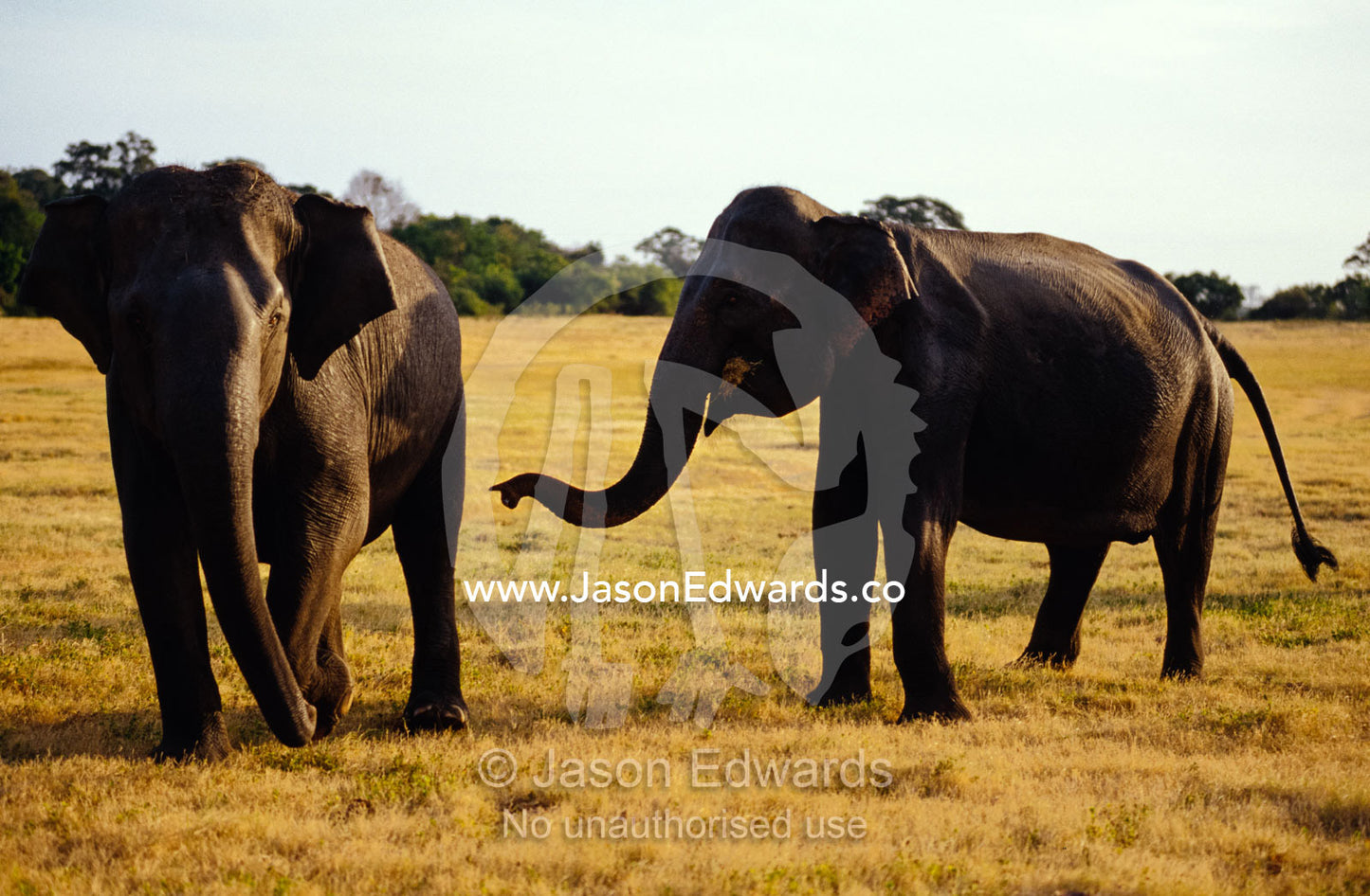 A large endangered Asian Elephant calf grazes on dry floodplain grass. Minneriya National Park, Sri Lanka.